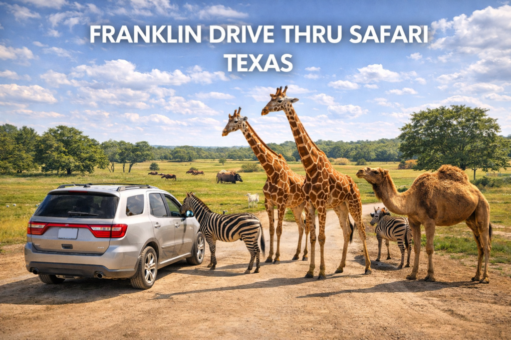 Franklin Drive Thru Safari Texas with giraffes zebras and camels surrounding a vehicle on an open safari trail under a bright blue sky